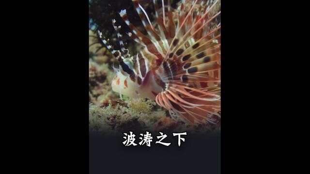 会钓鱼的大斑躄鱼 #大斑躄鱼 #纪录片