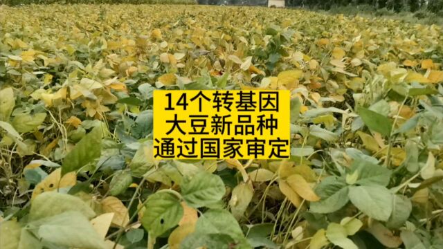 14个转基因大豆品种,通过国家审定,看看都是哪些品种