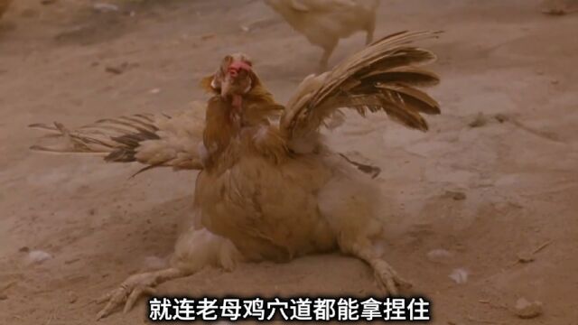 8集乾坤点穴大法李国邦将老母鸡点得一动不动#李国邦 #于镇海 #陈家洛