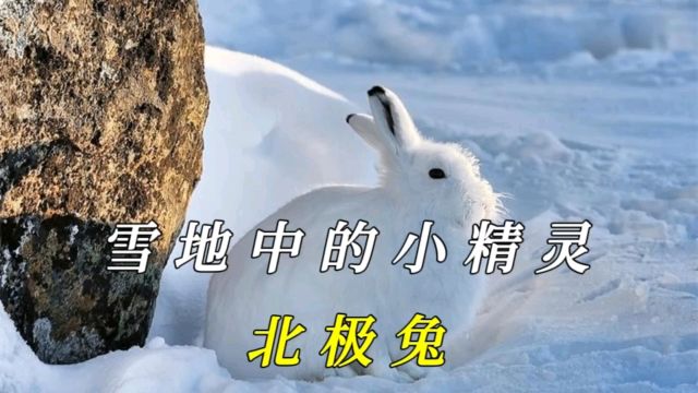 北极兔:冰雪中的白色小精灵