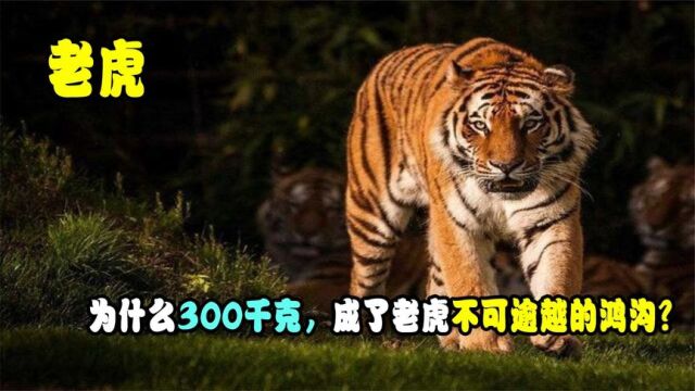 体重200千克的虎很常见,为什么300千克,成了老虎不可逾越的鸿沟