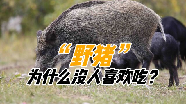 野猪退出“三有”名录,真能随意捕杀了?为啥没人吃野猪肉?