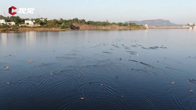 宜宾长宁:如诗如画 大批候鸟飞抵东山水库越冬