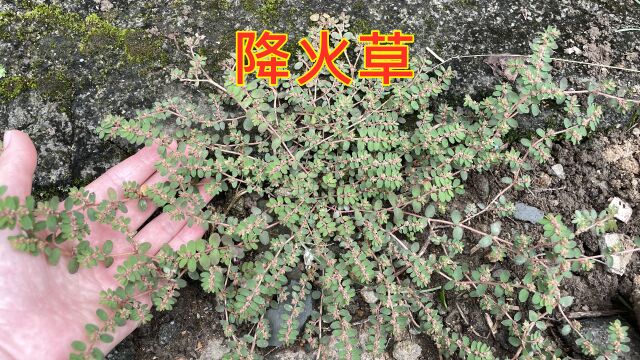 农村这种不起眼的“降火草”,它的用途却很强大,很多人还不知道