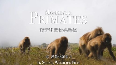 猴子和灵长类动物 | 4K 风景休闲影片