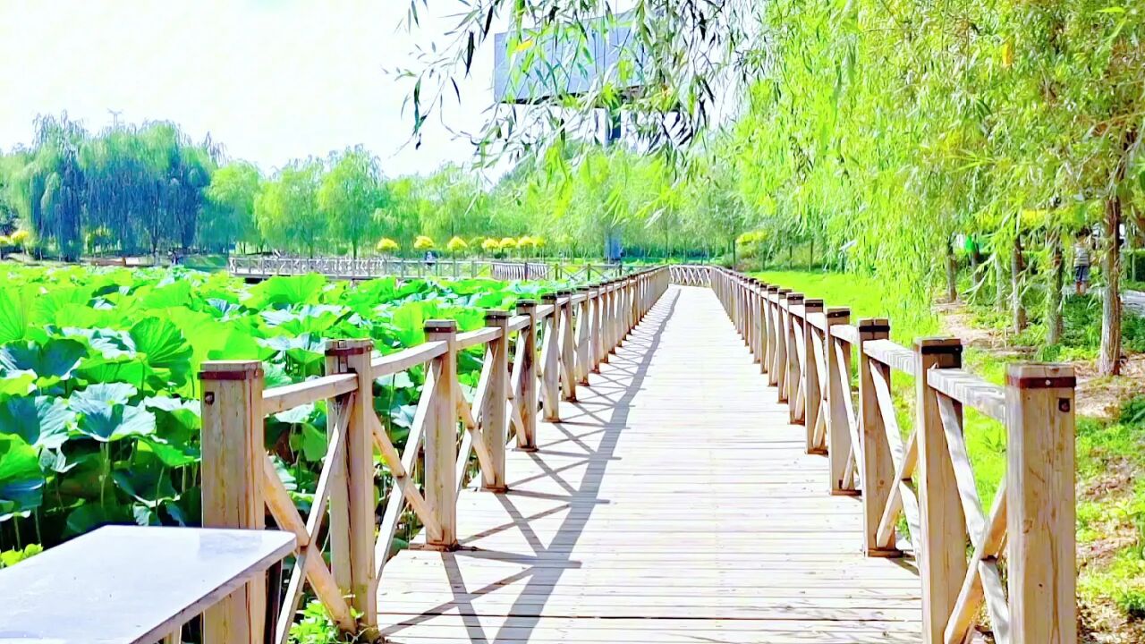 北票湿地风光无限【8月17日】