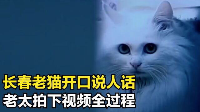 长春老猫开口说话,邻居嘲笑老人糊涂,监控录下全过程.