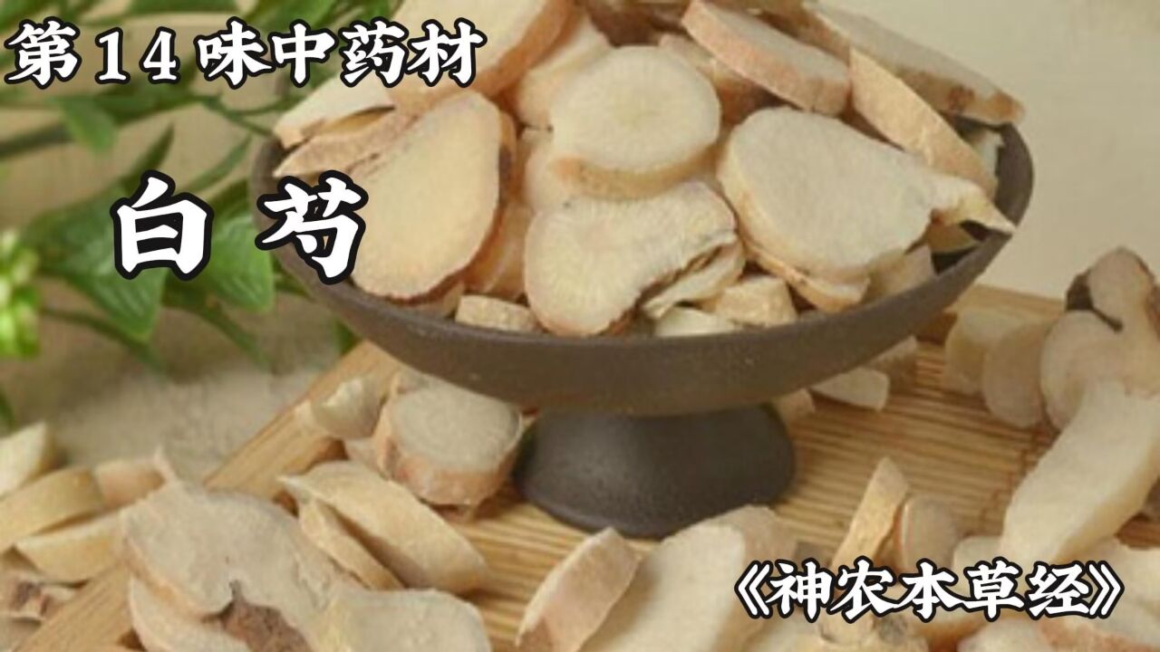第十四味中药材白芍_高清1080P在线观看平台_腾讯视频