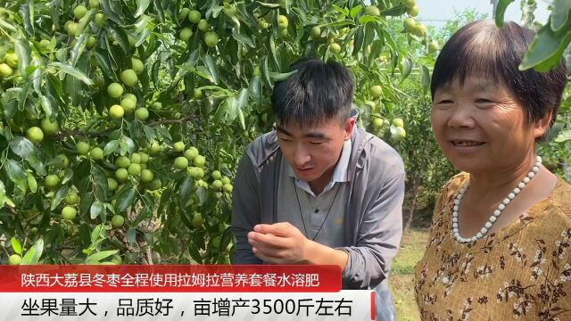 进口水溶肥陕西大荔县冬枣全程使用拉姆拉水溶肥,坐果量大,商品率高,品质好,树势长势好,亩增产3500斤左右