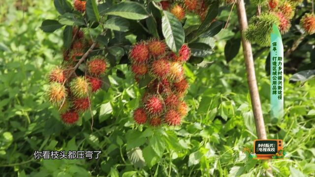 保亭:打造区域公用品牌 助力乡村振兴新途径