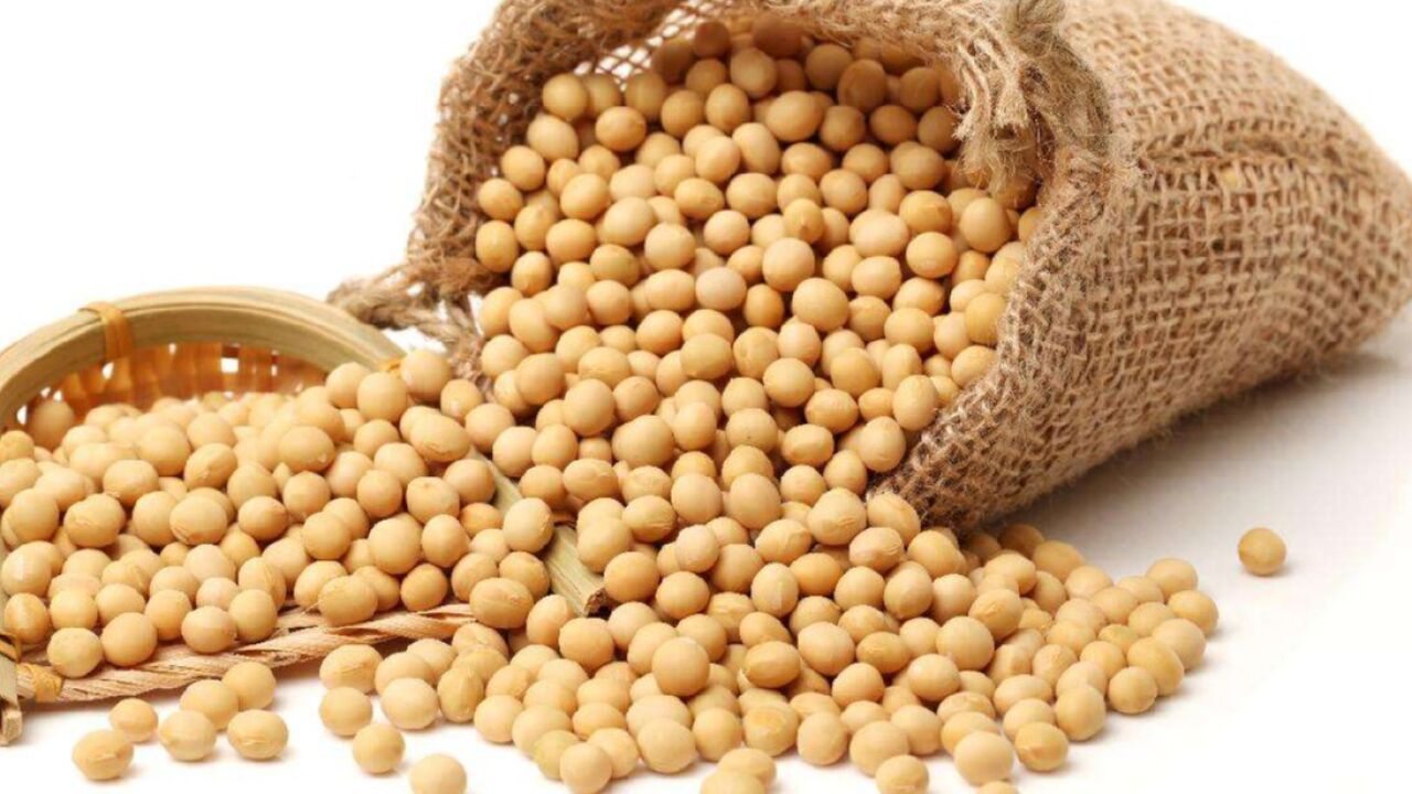 美国大豆对中国生猪产业影响