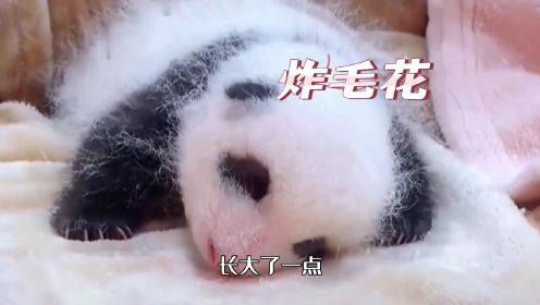 幼年时最可爱的3只大熊猫，花花酷似毛绒玩具，难怪成为熊界顶流