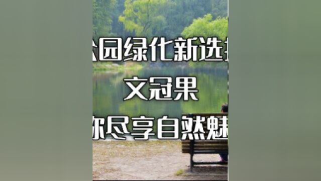 公园绿化新选择:文冠果,让你尽享自然魅力!#期待春天的到来 #园林绿化 #苗木出售 #自然风光分享 #文冠果