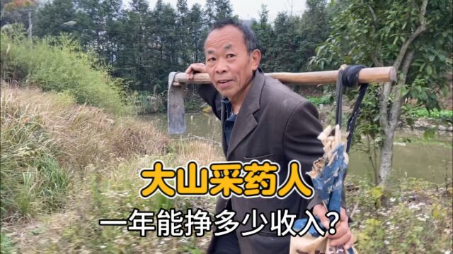 湖南大山里的采药人,挖土茯苓年入10000元,需要付出多少艰辛?