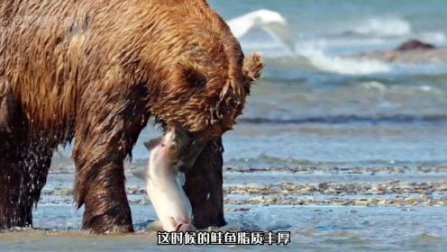 鲑鱼洄游棕熊抢鱼
