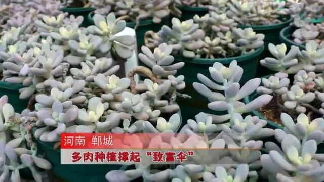 郸城县张国建:多肉种植撑起“致富伞”