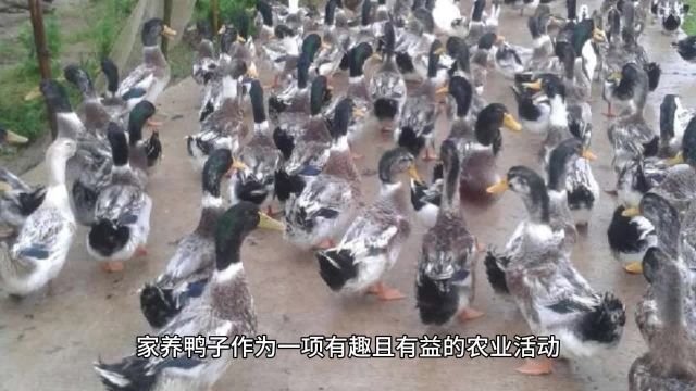 家养鸭子的全面喂养指南