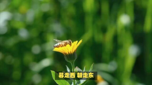 人生恰似采花蜂志公禅师劝世歌(一)