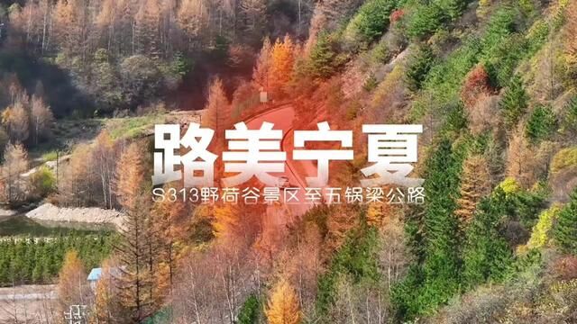 路美宁夏|S313ⷮŠ野荷谷景区至五锅梁公路,沿线风景秀丽,空气宜人,苍松劲柏屹立于峭壁之上,松涛鸟鸣声声不息.