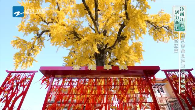 研学火热、山房火爆、山货出圈!抓住秋天的尾巴,赶紧去万市打卡“杏”福吧