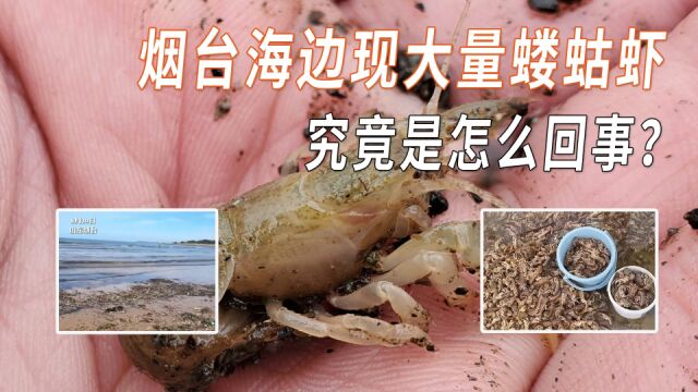 烟台海边现大量蝼蛄虾?近年来已多次发生,究竟是怎么回事?