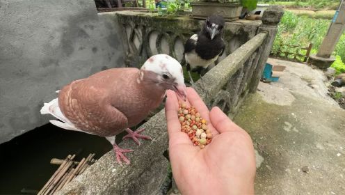 喜鹊抢小鸽子的食物都藏起来了，真聪明