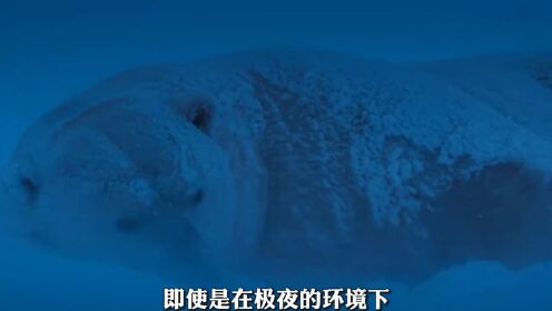 北极熊母子最后一个冬天  北极熊  海豹  动物科普  北极  纪录片  纪录片解说  神奇动物  动物冷知识