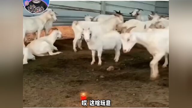 到底是什么味道