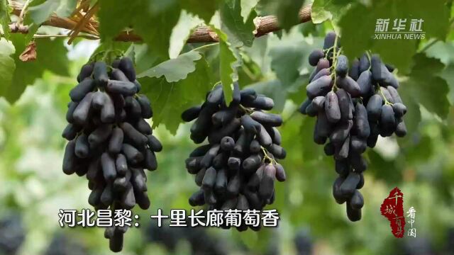 河北昌黎:十里长廊葡萄香