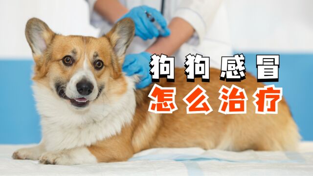 狗狗感冒怎么治疗?