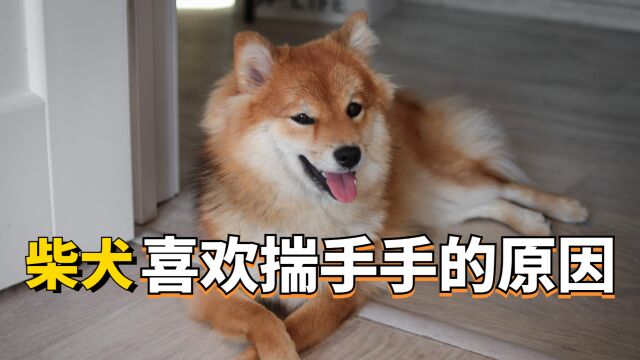 柴犬为什么经常揣手手?原来隐藏了这些心理