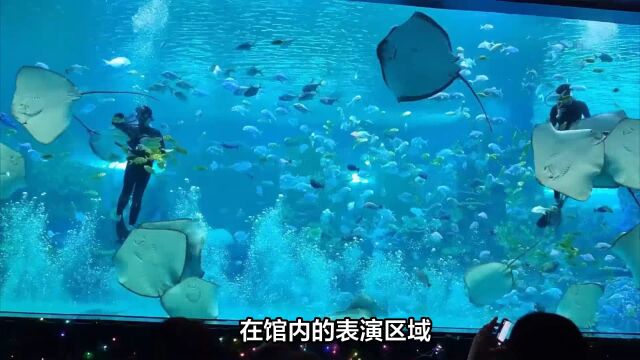 秦皇岛新澳海底世界:近距离观察海洋生物