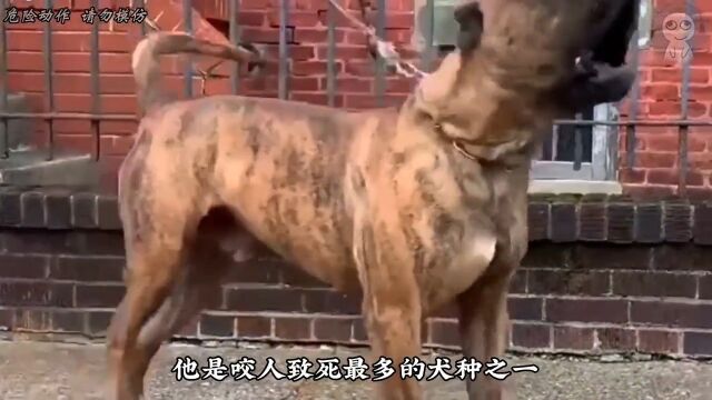 世界上最凶猛的十大猛犬都有谁?你家的狗狗上榜了吗?奇妙的动物冷知识