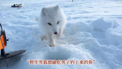 34. 饥饿的雪狐跑来偷吃小哥的鱼，被发现后雪狐与小哥斗智斗勇