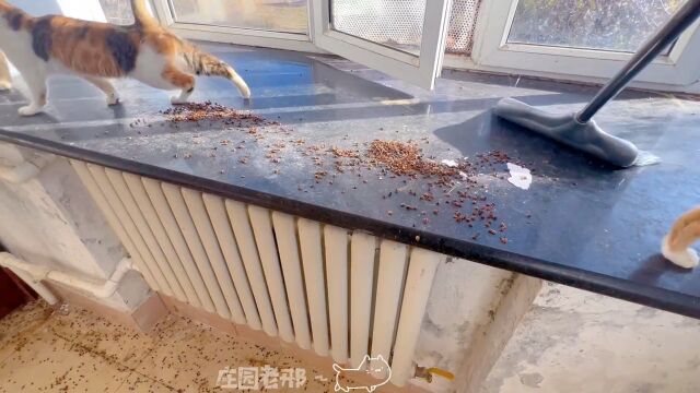 记录猫咪日常 #我和流浪猫的故事 #小奶猫的成长日记 #