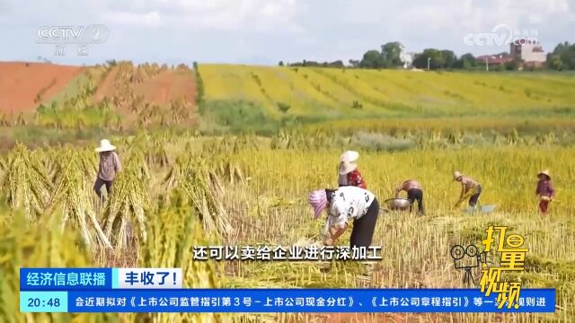 丰收了!江西樟树:调整农业种植结构,万亩芝麻丰收