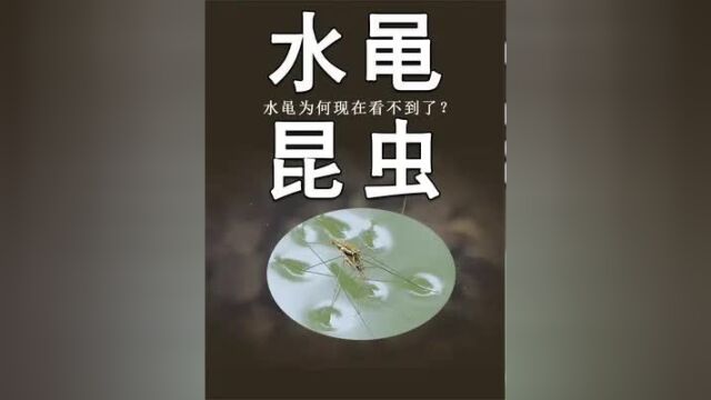 2.小时候常见的水黾,为何现在看不到了?