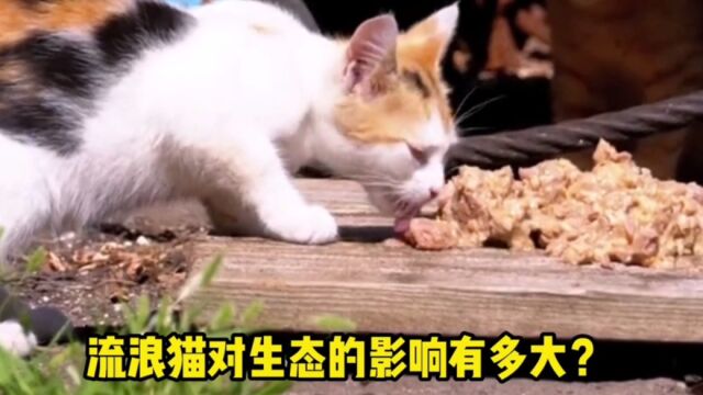 流浪猫对生态的影响多大?我们什么时候开始养猫的?猫知道自己是猫吗?