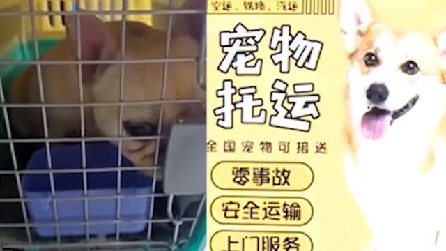 女子网上找公司空运斗牛犬,落地后一动不动:想起诉,但不清楚对方名称和地址