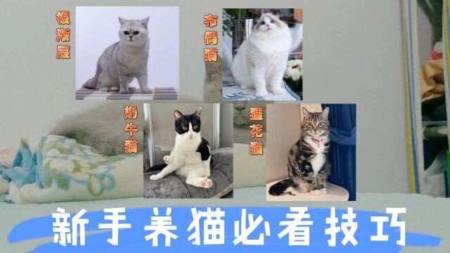 新手养猫必备小技巧