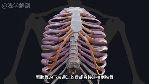 人体结构：肋骨与呼吸运动，科学，生命科学，好看视频