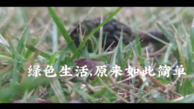 一等奖《绿色生活 原来如此简单》