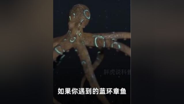 2号称“海洋之灾”的蓝环章鱼,咬上一口就能把人送走?