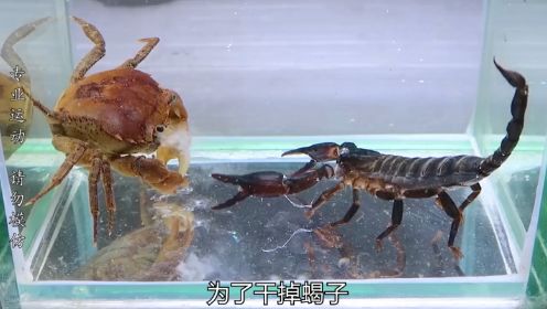  螃蟹与蝎子打架，谁会赢？
