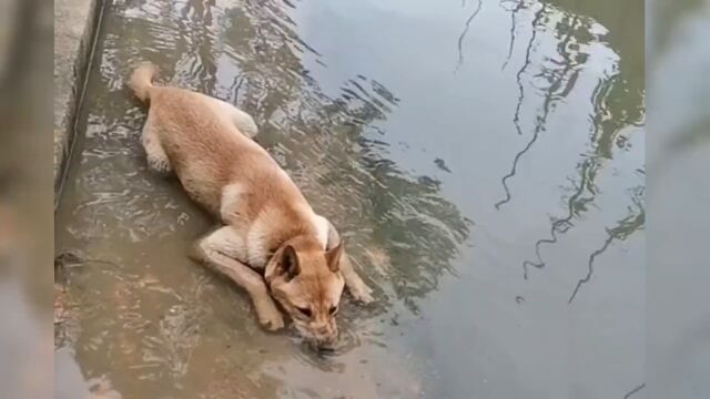 中华田园犬大黄乖巧,懂事,忠诚,尊老爱幼