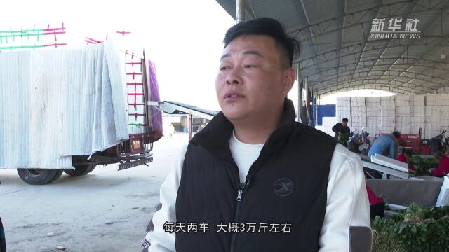 河南滑县:全力应对低温寒潮 保障冬季蔬菜供应