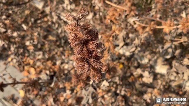 田间被称为“风湿草”的植物,全草有毒用途广,切记不可误食