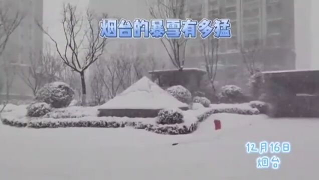 宛如北极科考!烟台冷流雪一脚踩进去能没到膝盖,与东北雪有何不同?| 第2眼