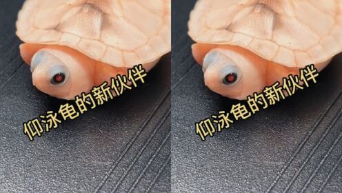 仰泳龟来啦~新伙伴叫啥名字好呢_高清1080P在线观看平台_腾讯视频