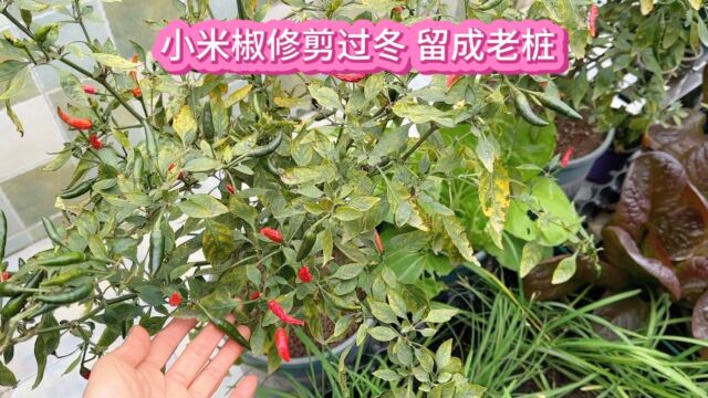 把楼顶菜园种的两棵小米椒修剪过冬 让它们长成多年生的老桩